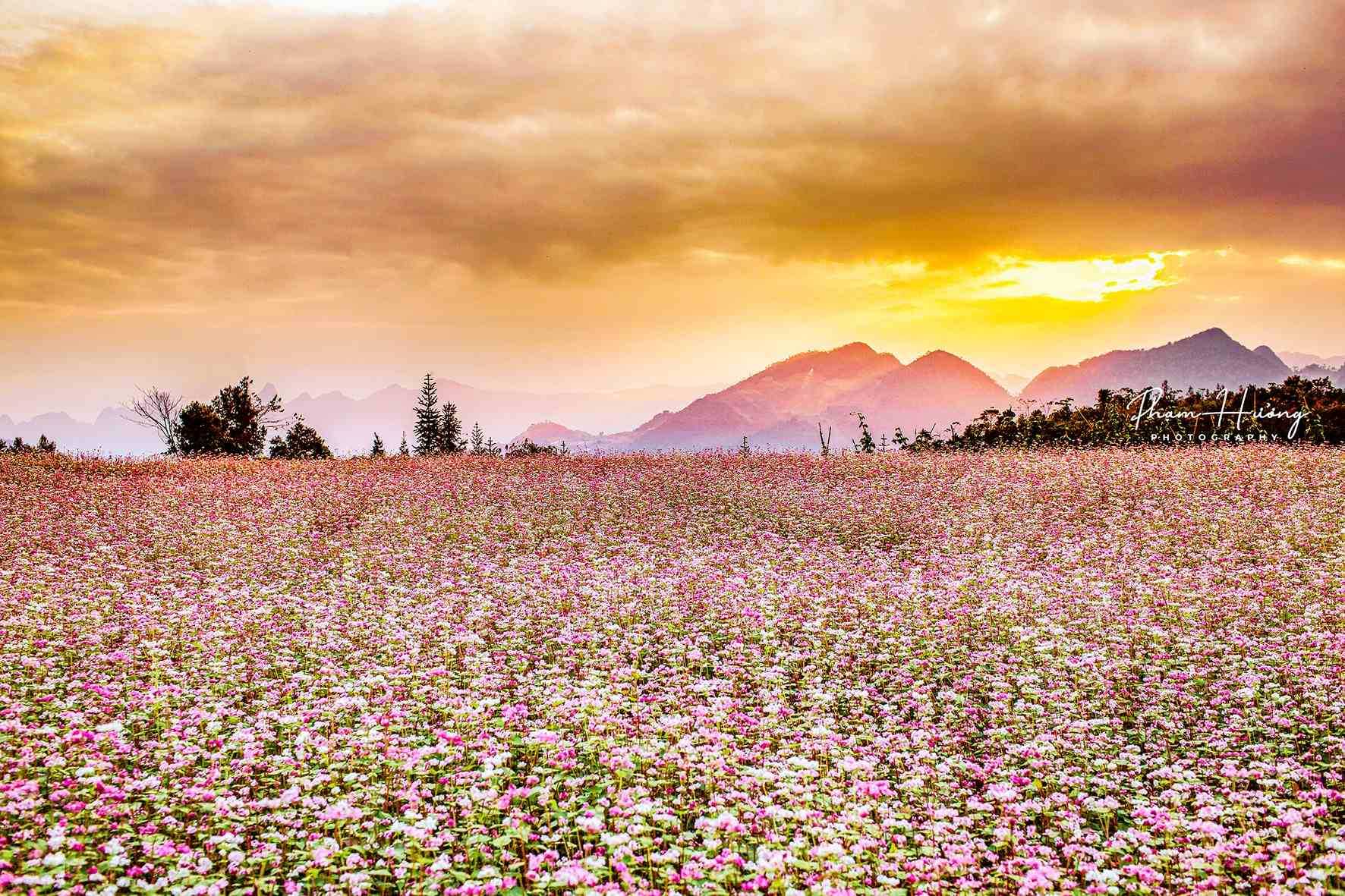Lên lịch ngắm tam giác mạch bung nở miền cao nguyên đá